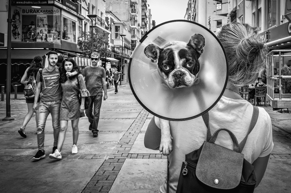 my sister and her boston terrier in nyc